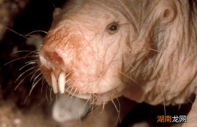 全球最吓人的动物是什么 世界上最可怕的动物