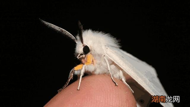 全球最吓人的动物是什么 世界上最可怕的动物