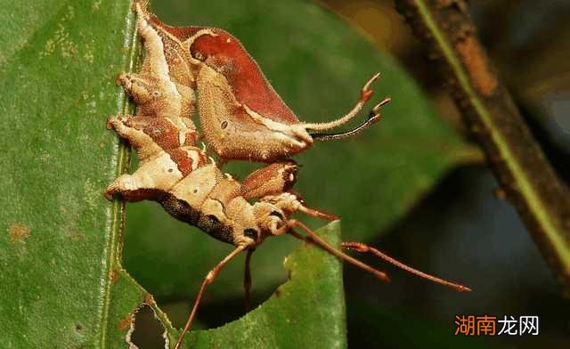 全球最吓人的动物是什么 世界上最可怕的动物