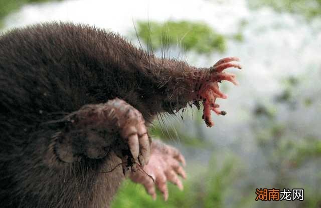 全球最吓人的动物是什么 世界上最可怕的动物