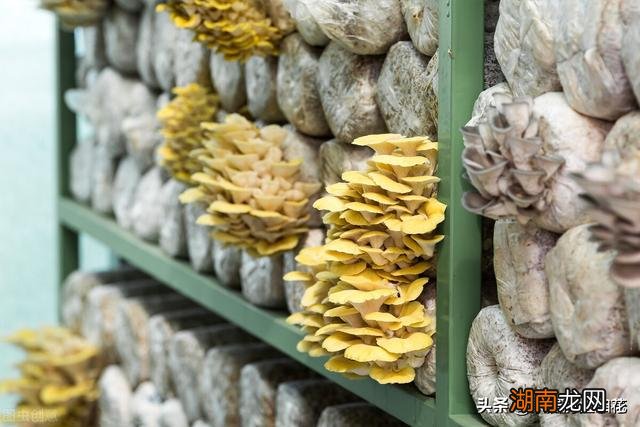 很多人收旧木头能赚钱am 农村有人收旧木头是干什么的