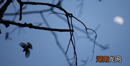 唐代韦应物的生平简介 韦应物是哪个朝代的诗人