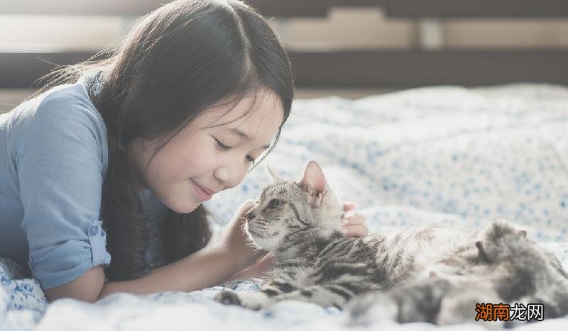 哪种猫最忠心听话颜值又高 最忠诚的猫前十名