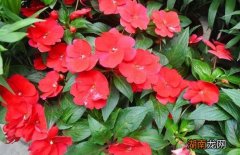 驱蛇的植物都有哪些 驱蛇最厉害的植物