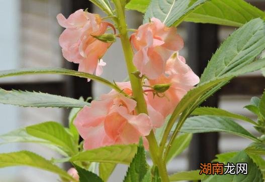 驱蛇的植物都有哪些 驱蛇最厉害的植物