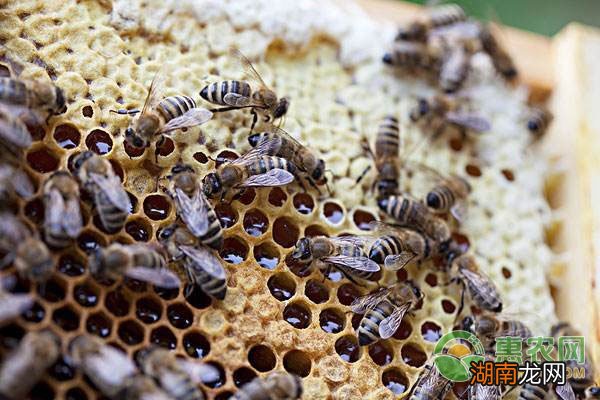 养蜜蜂有什么技巧和方法 蜜蜂的养殖技术和管理方法