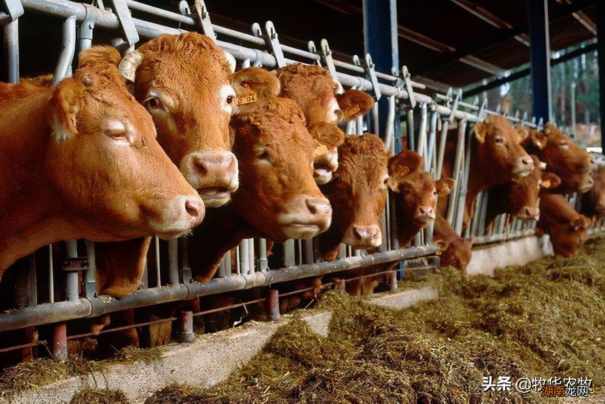 建一个养牛大棚需要多少钱 养牛大棚多少钱一平米