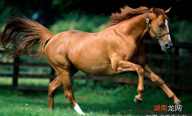 为什么汗血宝马的汗是血一样的 汗血宝马流的汗是血吗