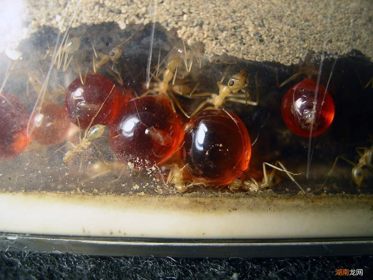 史上最大公牛蚁生活在哪里 世界上最大的蚂蚁有多大图片