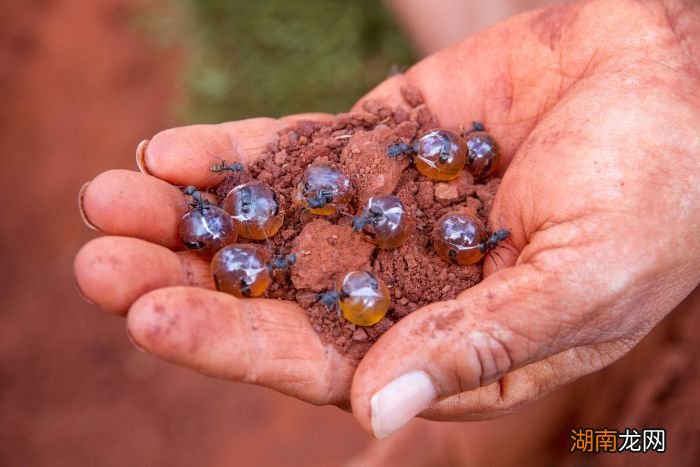史上最大公牛蚁生活在哪里 世界上最大的蚂蚁有多大图片