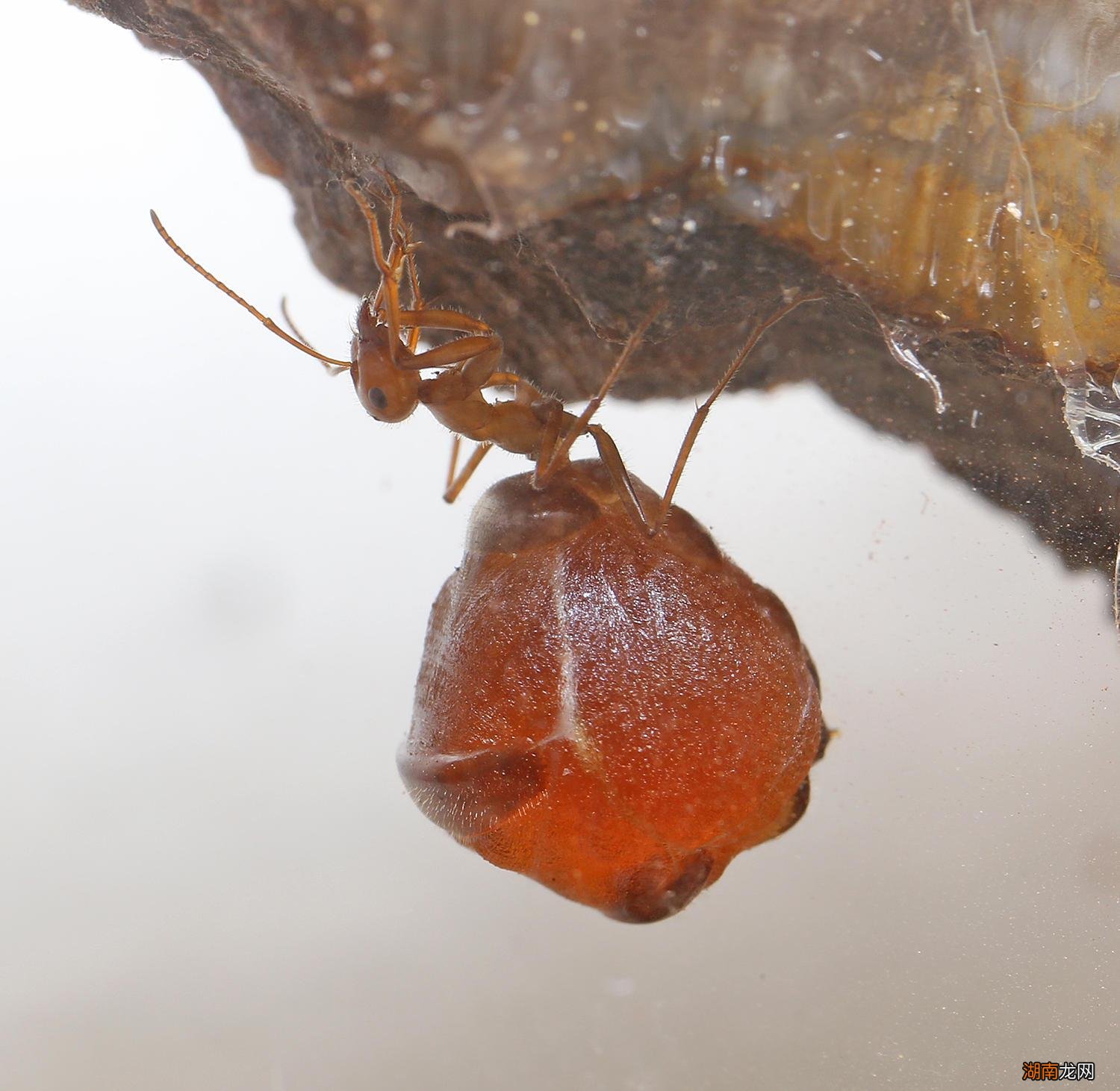 史上最大公牛蚁生活在哪里 世界上最大的蚂蚁有多大图片