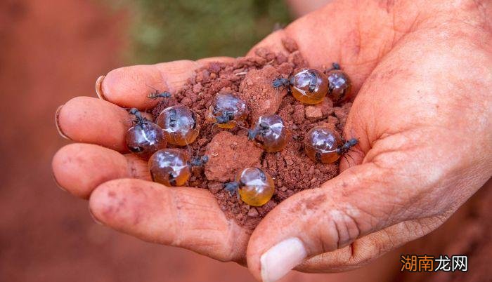 史上最大公牛蚁生活在哪里 世界上最大的蚂蚁有多大图片