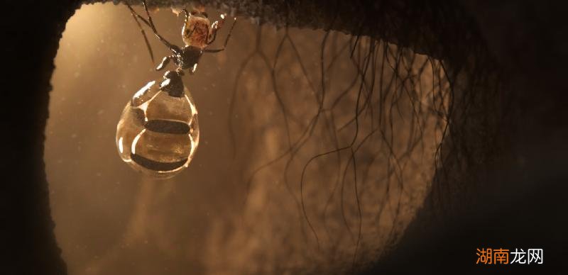 史上最大公牛蚁生活在哪里 世界上最大的蚂蚁有多大图片