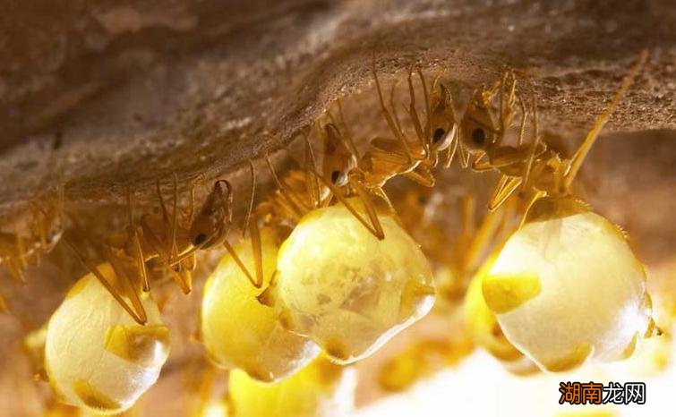 史上最大公牛蚁生活在哪里 世界上最大的蚂蚁有多大图片