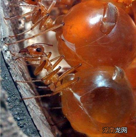 史上最大公牛蚁生活在哪里 世界上最大的蚂蚁有多大图片
