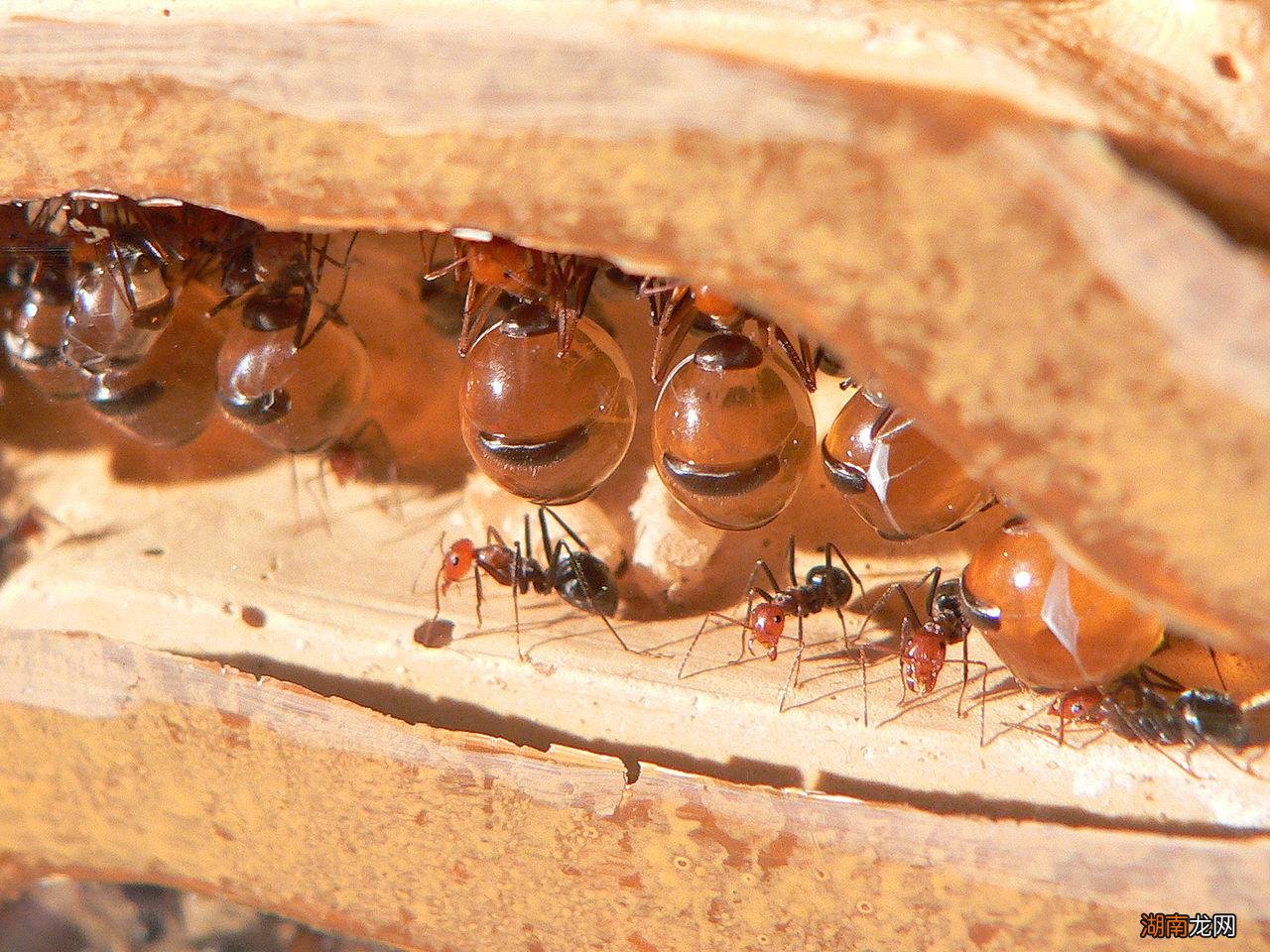 史上最大公牛蚁生活在哪里 世界上最大的蚂蚁有多大图片