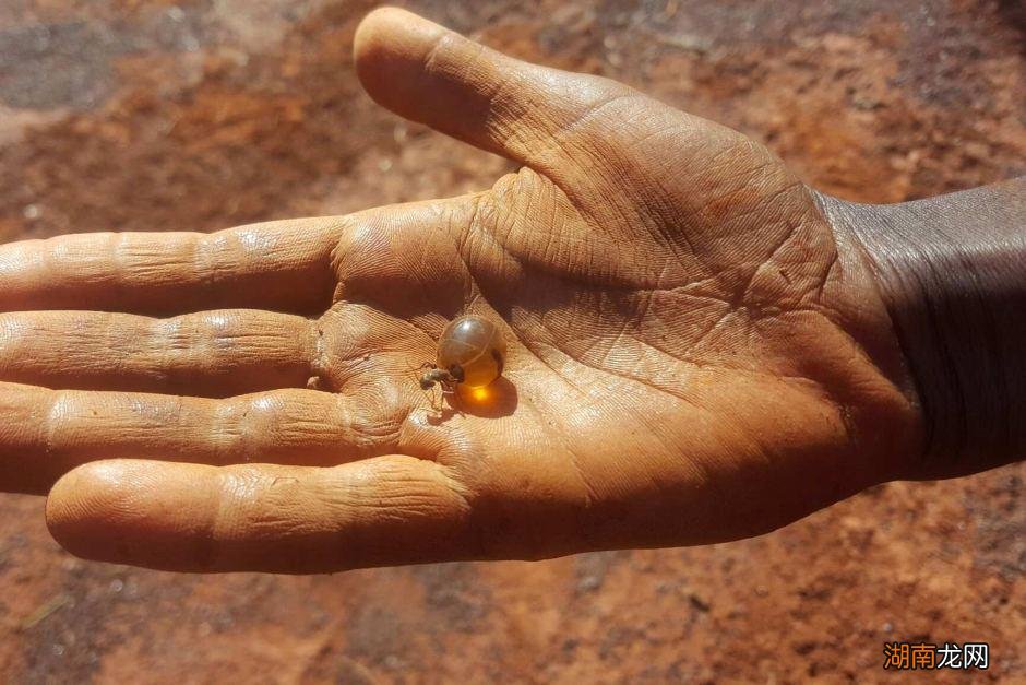 史上最大公牛蚁生活在哪里 世界上最大的蚂蚁有多大图片