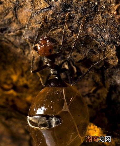史上最大公牛蚁生活在哪里 世界上最大的蚂蚁有多大图片