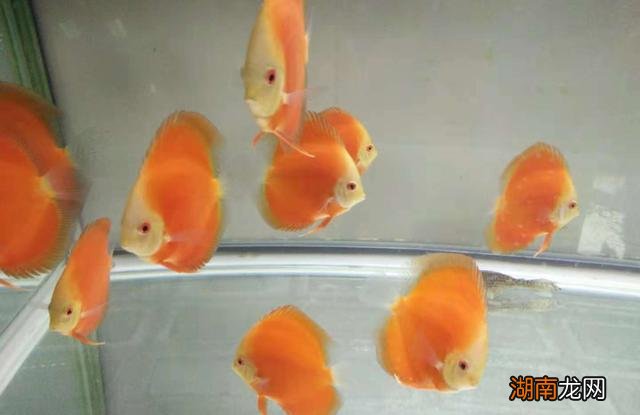 什么鱼除藻效果好 除藻能力最强的鱼