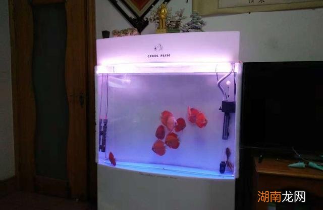 什么鱼除藻效果好 除藻能力最强的鱼