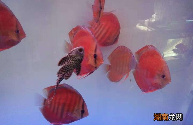 什么鱼除藻效果好 除藻能力最强的鱼