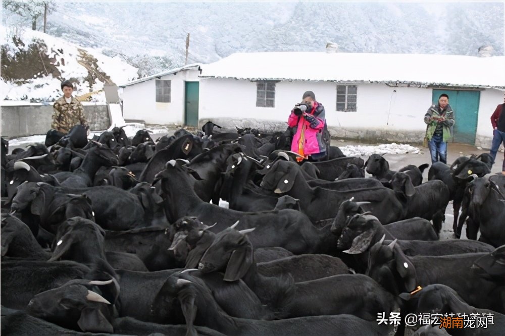 黑山羊的养殖前景与市场价值 黑山羊养殖利润与成本