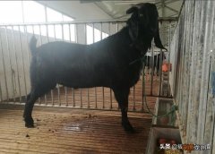 体型最大的黑山羊有什么特点 最大的羊品种400斤