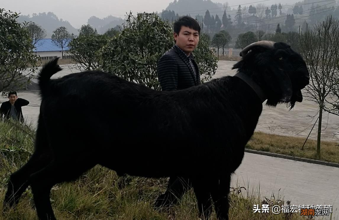 体型最大的黑山羊有什么特点 最大的羊品种400斤