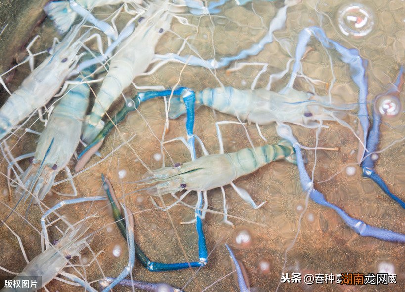 饲养罗氏沼虾的注意事项 罗氏虾养殖条件和方法技术