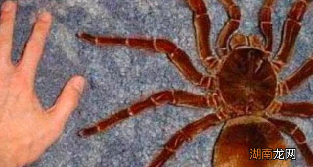 体型最大的蜘蛛有多大 世界上最大的蜘蛛叫什么名字