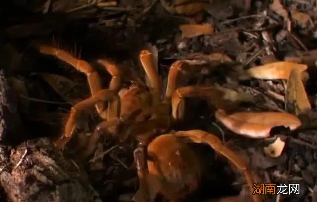 体型最大的蜘蛛有多大 世界上最大的蜘蛛叫什么名字