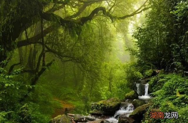 体型最大的蜘蛛有多大 世界上最大的蜘蛛叫什么名字