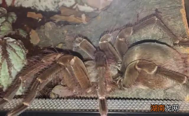 体型最大的蜘蛛有多大 世界上最大的蜘蛛叫什么名字