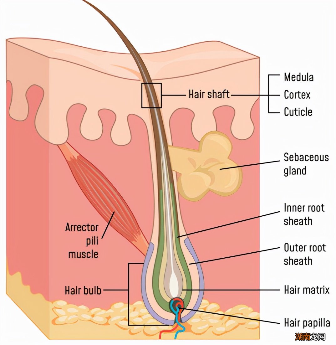 人正常头发大约多少根 人的头发大概有多少根头发