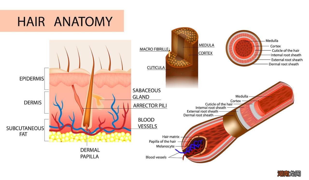 人正常头发大约多少根 人的头发大概有多少根头发
