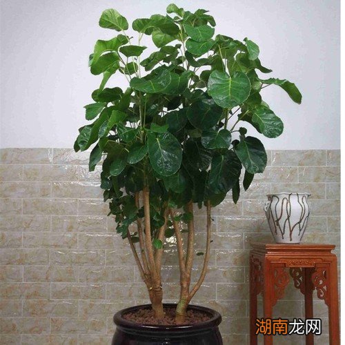 客厅放什么植物好 客厅放什么植物旺财而且全家身体好