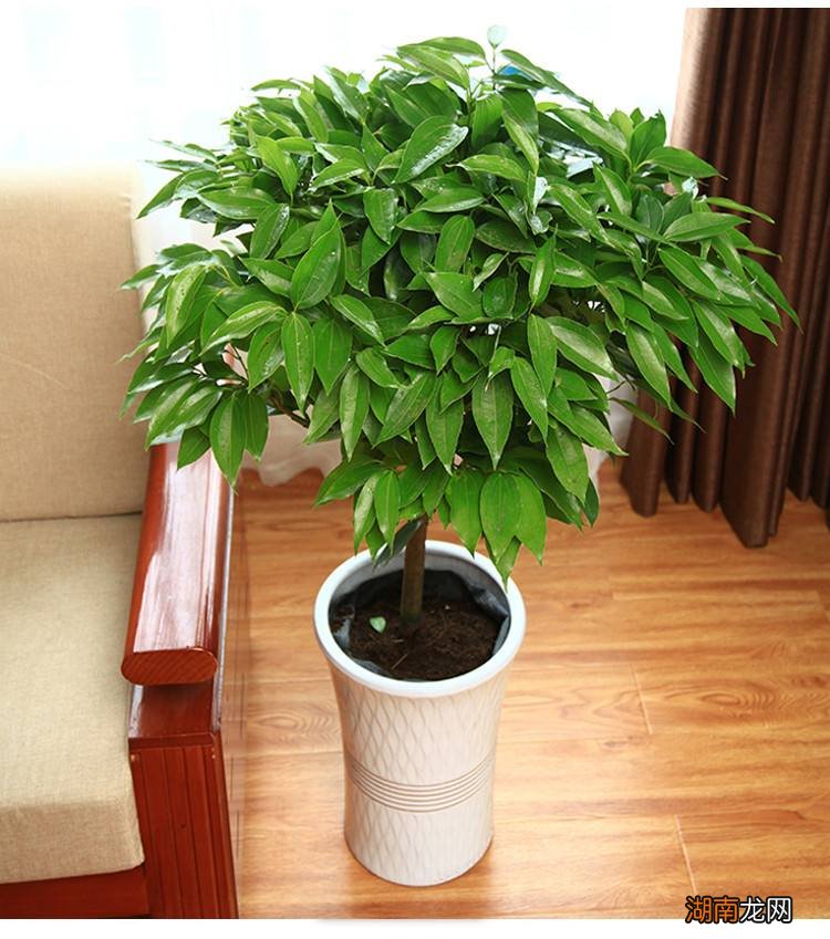 客厅放什么植物好 客厅放什么植物旺财而且全家身体好
