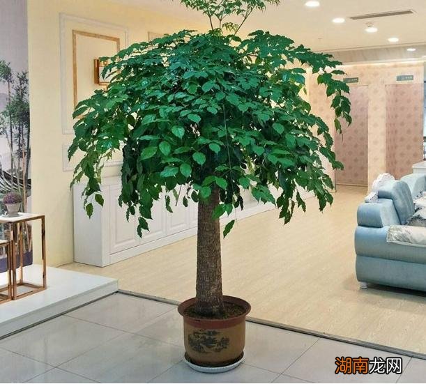 客厅放什么植物好 客厅放什么植物旺财而且全家身体好