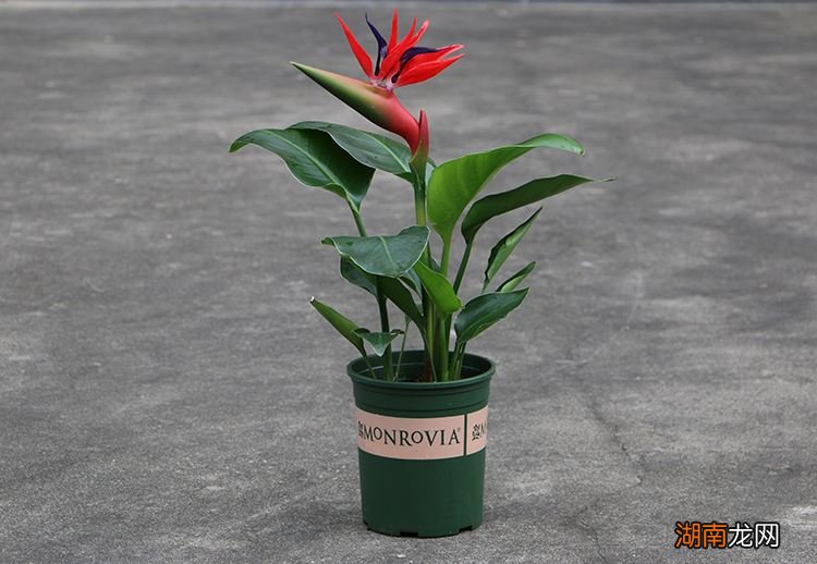 客厅放什么植物好 客厅放什么植物旺财而且全家身体好