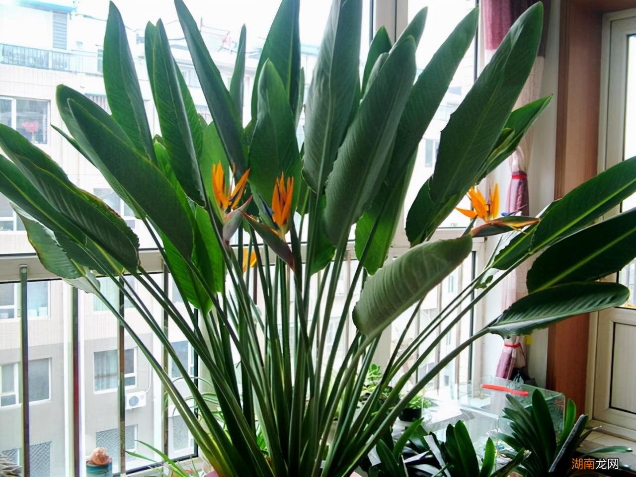 客厅放什么植物好 客厅放什么植物旺财而且全家身体好