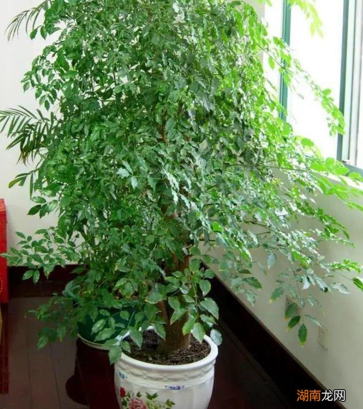 客厅放什么植物好 客厅放什么植物旺财而且全家身体好