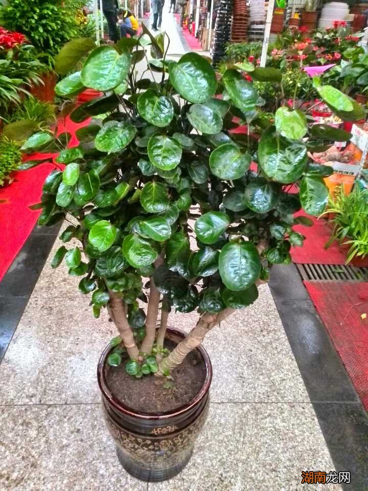 客厅放什么植物好 客厅放什么植物旺财而且全家身体好