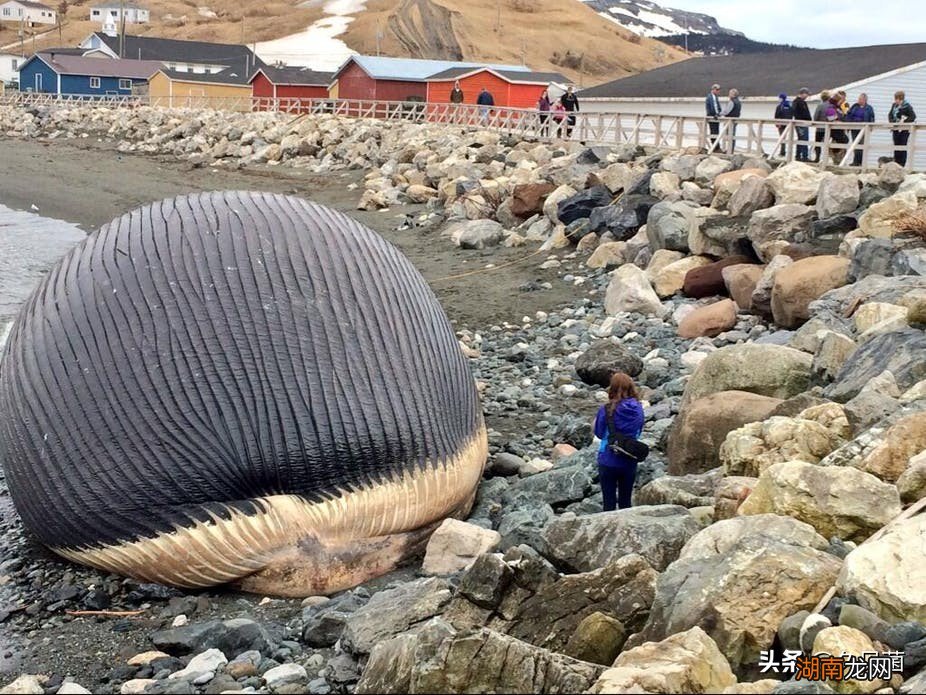 带鱼有深海和浅海带鱼之分吗 带鱼是海鱼还是淡水鱼