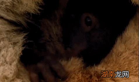 宠物兔吃自己的大便原因 兔子吃自己的粪便怎么回事