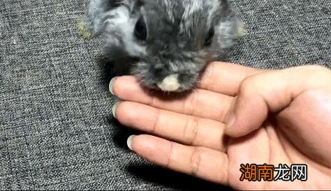 宠物兔吃自己的大便原因 兔子吃自己的粪便怎么回事