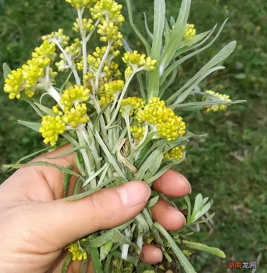 用鼠曲草来制作清明果的方法 清明果是什么草做的