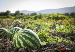 西瓜究竟是这个名字是怎么来的 西瓜为什么叫西瓜