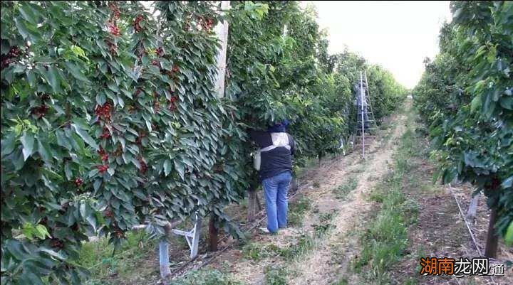 车厘子树苗栽培方法和地理位置 车厘子树苗适合哪里种