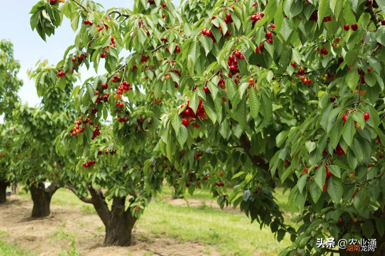 车厘子树苗栽培方法和地理位置 车厘子树苗适合哪里种