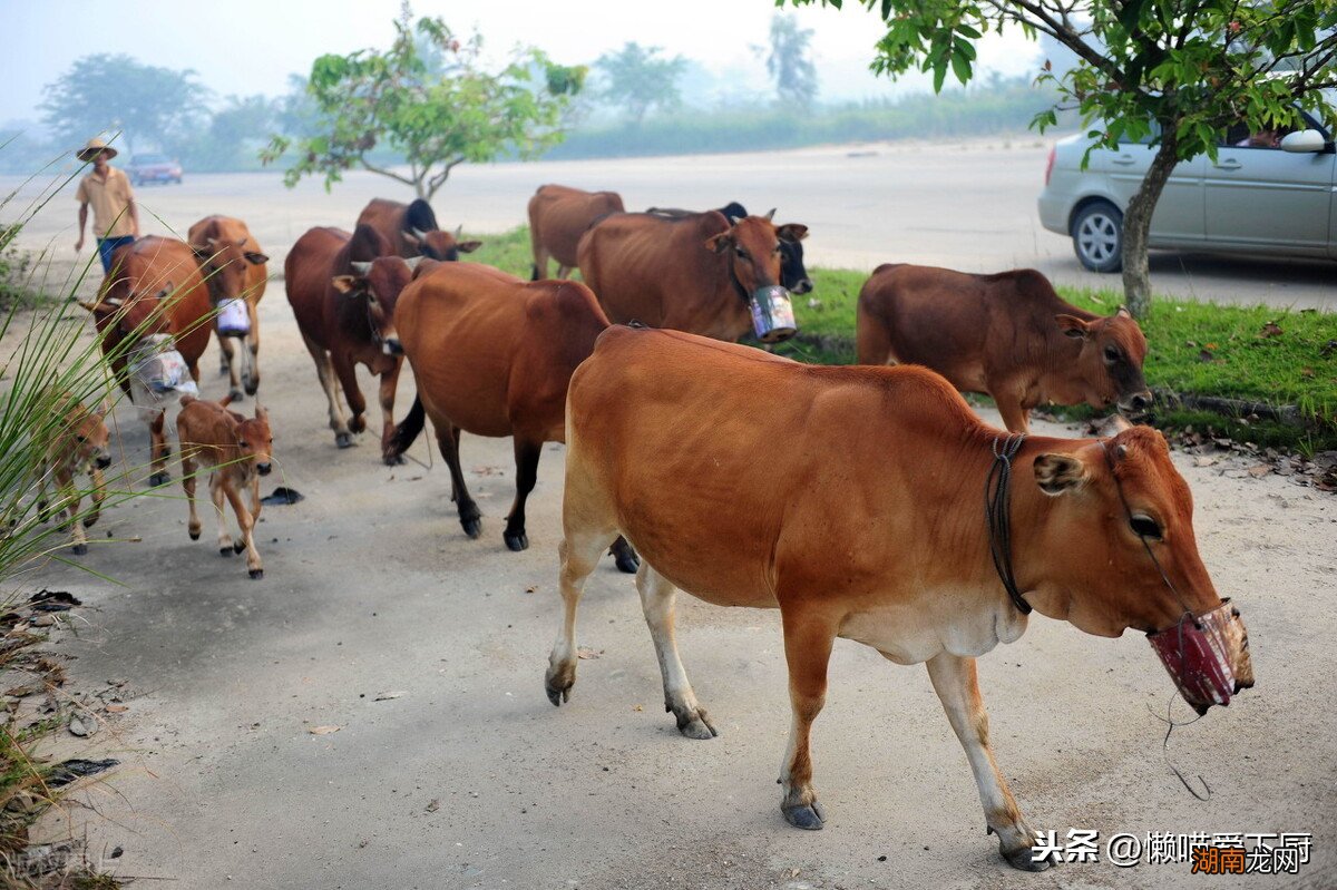 水牛肉好吃还是黄牛肉好吃 水牛肉和黄牛肉哪个好